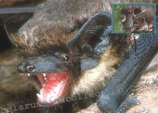Parti-colored bat (Vespertilio murinus)